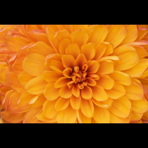Maria Svinth - yellow flower
