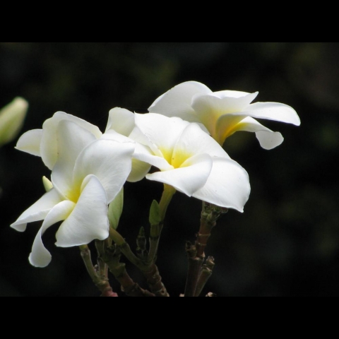 Beth Johnstone- beautiful flowers